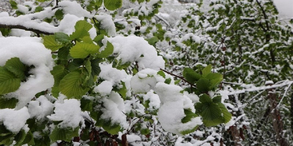 ساخت و ارزیابی سامانه‌ خورشیدی هوای گرم برای جلوگیری از سرمازدگی درختان در زمستان